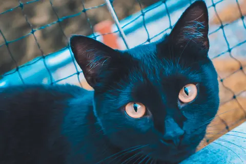 Black Cat called 'Link'