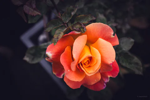Orange Rose