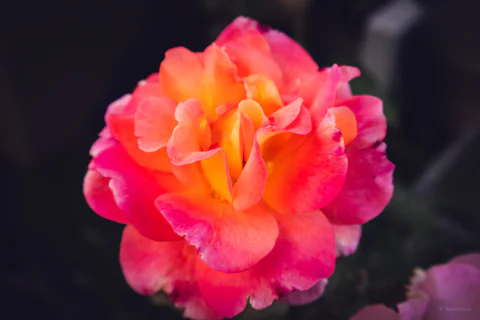 Sunset Rose