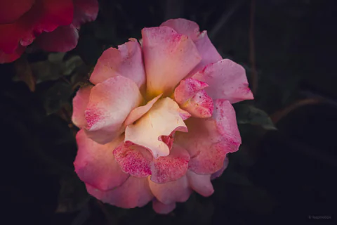 Pale Rose