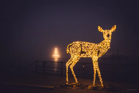 Deer at the Binnenalster