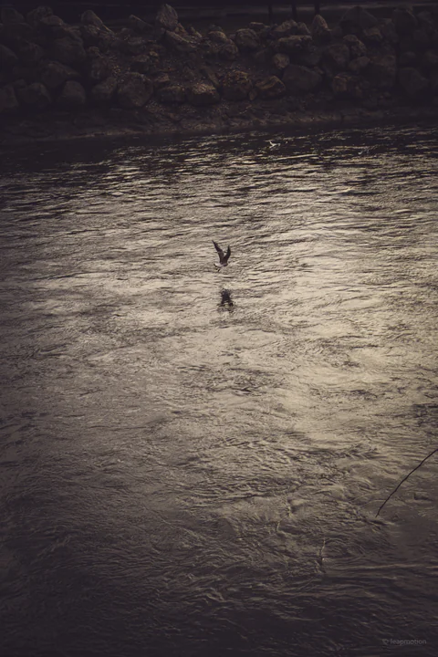 Gull