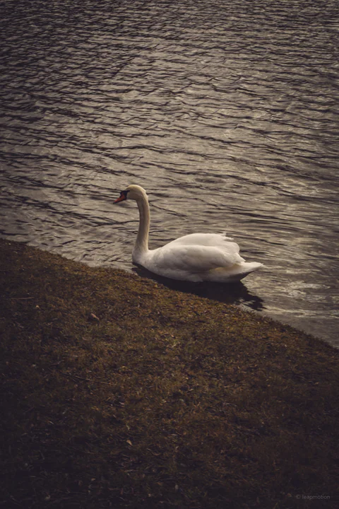 Swan