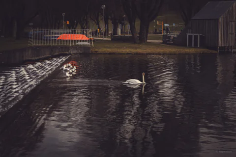 Swan on the Lake