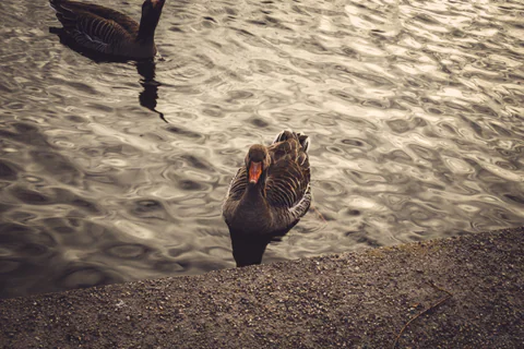 Greylag Goose