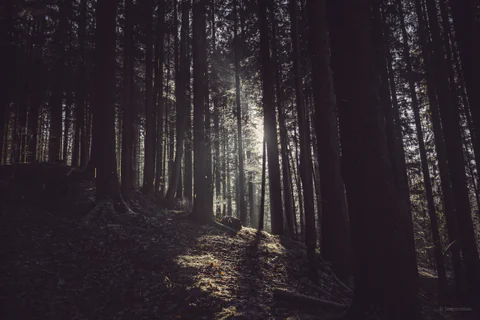 Light in the Forest