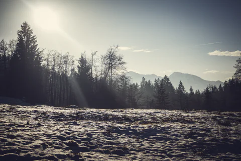 Sun Rays over the Clearing