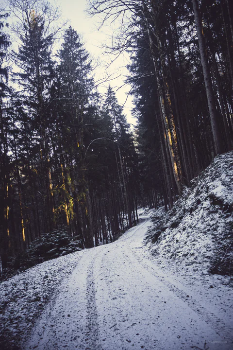 Forest Road in Snow