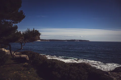 Pine by the Sea