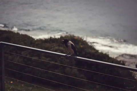 Hannes on the Railing