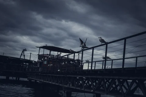 Gulls on the Pier