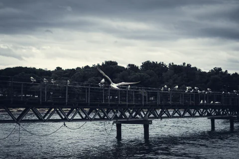 Gull over the Pier