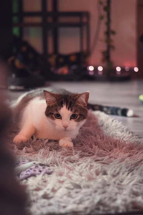 Yoshi