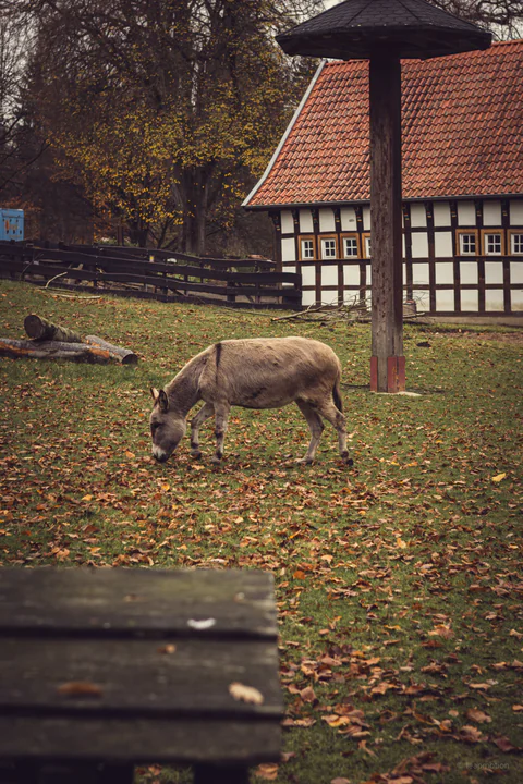 Donkey