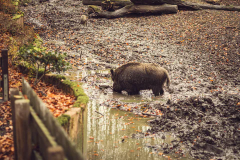 Wild Boar in the Mud