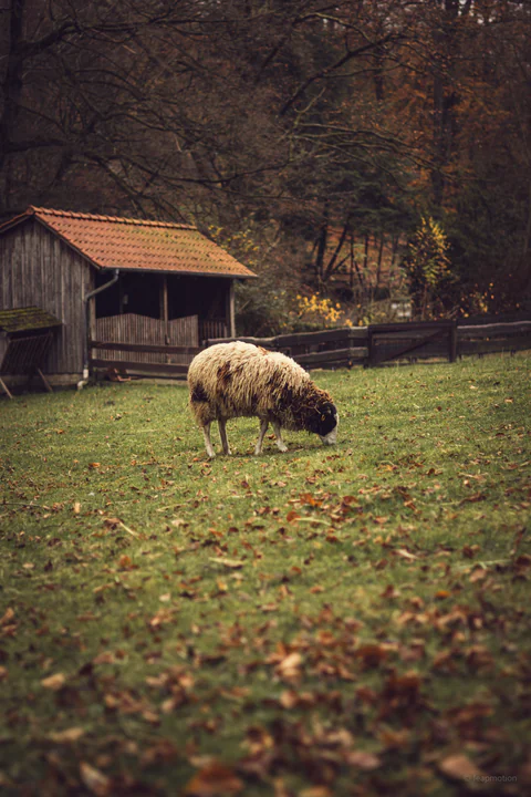 Grazing Sheep