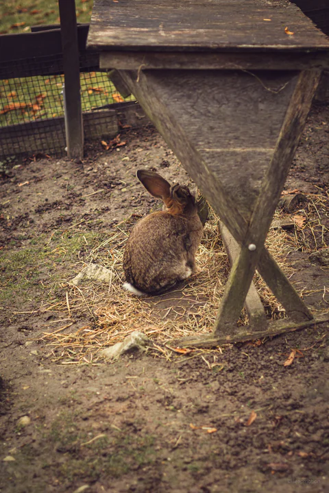 Rabbit at the Hay Rack